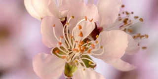 卧式桃花盛开的延时视频。桃树在春天开花的照片。