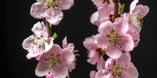 桃花旋转和盛开对黑色水平格式延时4k视频。桃树在春天开花的视频。