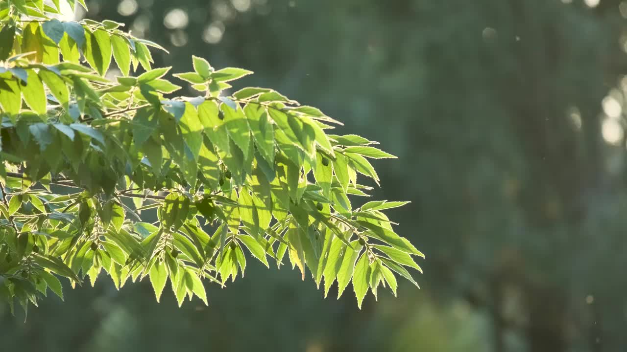 阳光透过黄色和绿色的树叶，在风中摇曳在树枝上，在公园的傍晚，当灯光柔和地照耀，看到尘埃在空气中4k