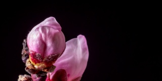 桃花旋转和盛开对黑色水平格式延时4k视频。桃树在春天开花的视频。