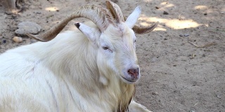 农场里的白色公山羊是放松的动物。