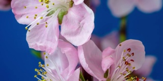 桃花盛开在蓝色背景的水平格式延时4k视频。桃树在春天开花的视频。