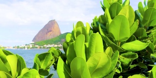 景观全景Niterói在巴西里约热内卢弗拉门戈的树林后面。