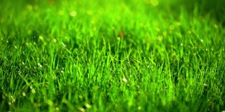 明亮的晨露滴在绿草上。绿草在风中摇曳。美丽的草坪。