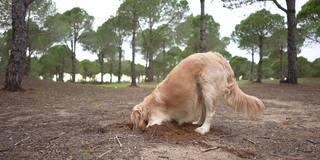 金毛寻回犬在森林里挖沙子。