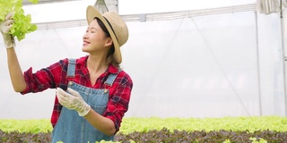 4K亚洲女农民在有机水培蔬菜农场工作。