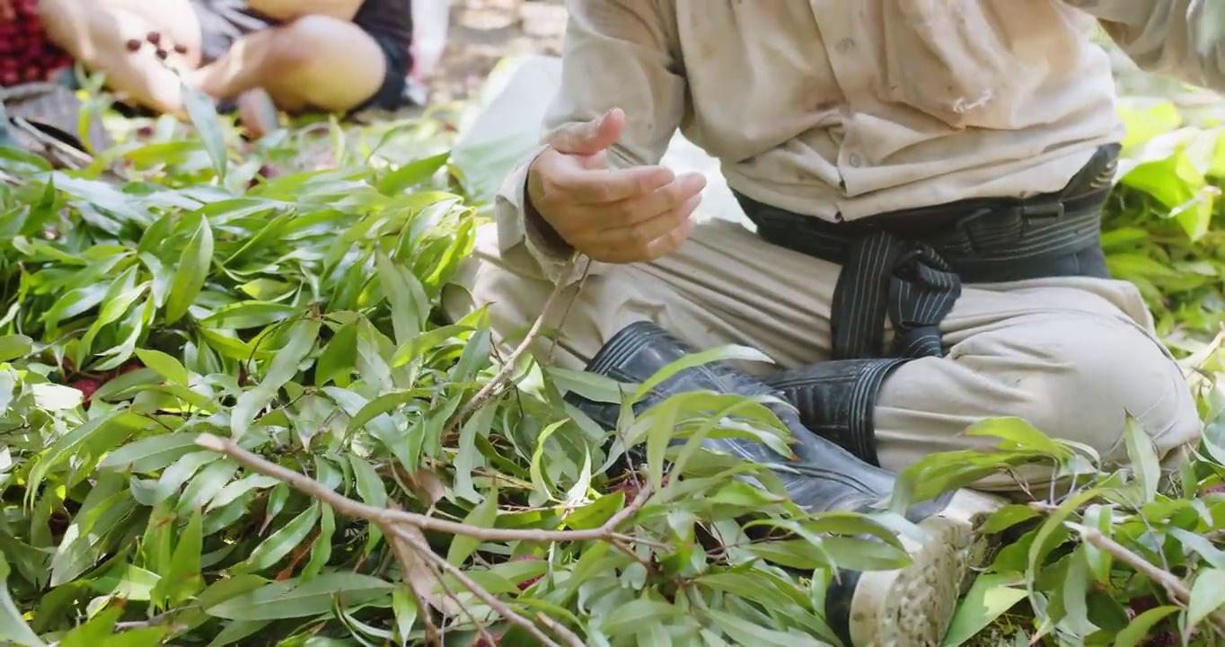 农民工人采摘成堆的美味的热带水果成熟的新鲜荔枝水果在花园种植园在泰国