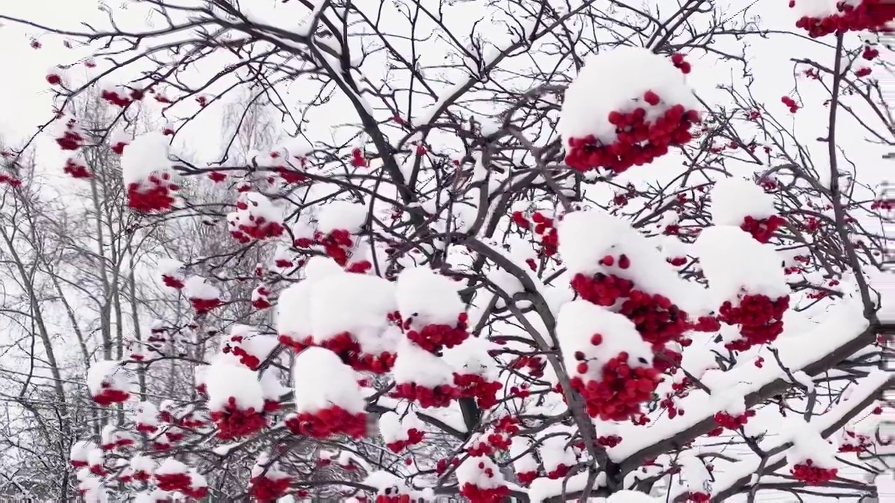 冬天雪下有红色浆果的花楸树枝。非城市景观。下雪。