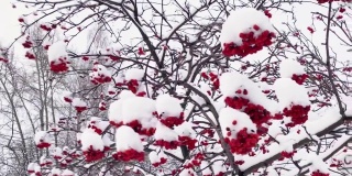 冬天雪下有红色浆果的花楸树枝。非城市景观。下雪。