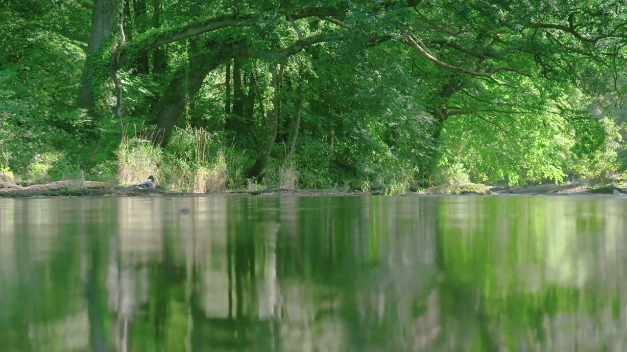 河流在春日绿树林冠下缓缓流淌，角度低