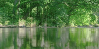 河流在春日绿树林冠下缓缓流淌，角度低