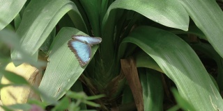 这是一只蓝色大闪蝶起飞并与其他大闪蝶一起飞行的惊人慢镜头