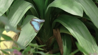 这是一只蓝色大闪蝶起飞并与其他大闪蝶一起飞行的惊人慢镜头视频素材模板下载