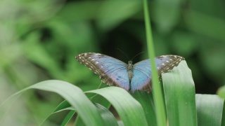热带大闪蝶在丛林的一片叶子上展开翅膀的惊人特写视频素材模板下载