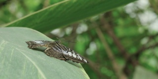 一只孤雌西尔维亚蝴蝶在丛林的一片叶子上休息