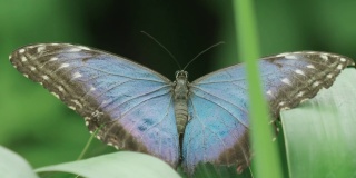 令人惊叹的极端特写镜头，蓝色大闪蝶打开它的翅膀在一片叶子