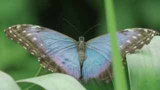令人惊叹的极端特写镜头，蓝色大闪蝶打开它的翅膀在一片叶子视频素材模板下载