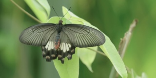 丛林中一只凤蝶在一片树叶上休息的特写