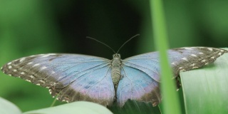 这是一只蓝色大闪蝶从叶子上起飞的惊人全貌