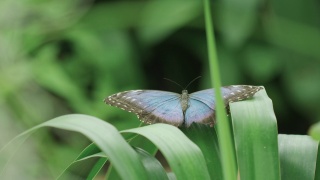 这是一只大闪蝶的惊人特写镜头，它离开了丛林的叶子，飞出了画面视频素材模板下载