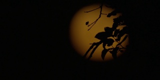 穆迪拍摄到月亮在树叶的剪影后面移动