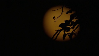 穆迪拍摄到月亮在树叶的剪影后面移动视频素材模板下载
