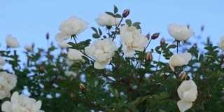 春日，盛开着白花的玫瑰在蓝天上摇曳。