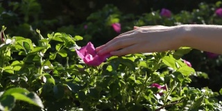 女性的手抚摸着绿色灌木上粉红色的花朵和玫瑰的臀部