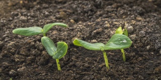 种植绿色黄瓜植物时间推移。时间推移种子生长，近距离自然农业芽。蔬菜从地里发芽。