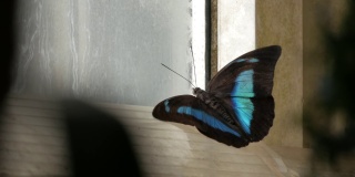 蓝色丝绸大闪蝶在一个奶油色的窗口