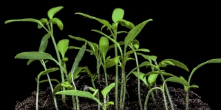 在温室农业中，随着时间的推移，豆芽萌发新生芥沙拉植物
