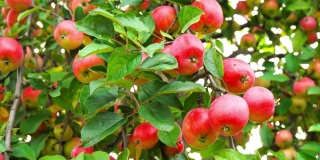 美味的红苹果在苹果树枝上。近距离拍摄美味的成熟多汁的水果悬挂在阳光下的绿色花园，准备收获。生态概念，园艺，时令水果。