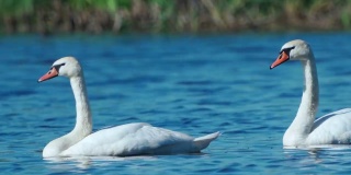 鸟儿——疣鼻天鹅(Cygnus的颜色)在一个阳光明媚的秋天早晨慢慢地漂浮在湖面上。
