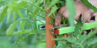 胶带工具用于将各种植物固定在木桩或棚架上，可固定番茄、黄瓜、葡萄、辣椒等植物藤。手把机器。农业