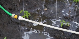 农业上的滴灌。有机种植天然蔬菜产品。蔬菜生长。花园里的滴灌管用阀门滴水。浇花园。园艺