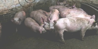 农场里的猪
