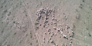 鸟瞰农场牧羊