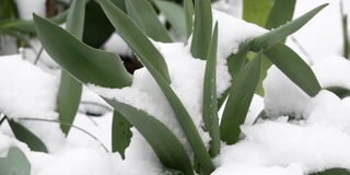 第一朵春花在雪中绽放。第一场雪了