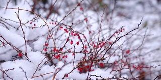 在美丽的冬日，在白雪覆盖的穗状树枝上成熟的日本桑贝里小檗的红色浆果