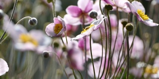日本银莲花在阳光下，特写库存视频镜头
