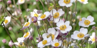 粉红色的日本银莲花盛开在花园里，库存视频素材