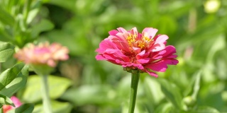 粉色百日草优雅的花对绿色的花园床，视频片段