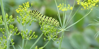 栖息在莳萝植物上的黑燕尾蝶的大型绿色毛虫