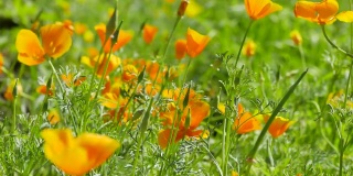 加州罂粟花-加州橘花在阳光灿烂的草地上，视频片段