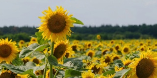 向日葵在田野里，许多美丽的向日葵在充满活力的颜色