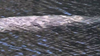 海牛浮出水面视频素材模板下载