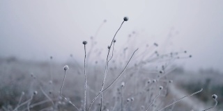抽象的焦外成像背景。田野里覆盖着霜冻植物的冬季景观
