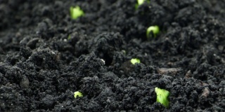 大自然在一段时间的流逝中，芽苗从地里长出来加速射笋，黄瓜在温室中种植，生产粮食