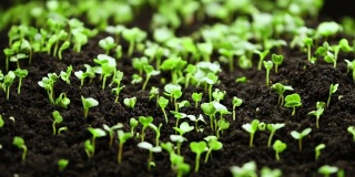 在温室农业中，植物在春季生长，发芽新生的水芹沙拉植物种子