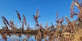 芦苇在风中缓慢移动。在湛蓝的湖面上拍摄的自然美景。